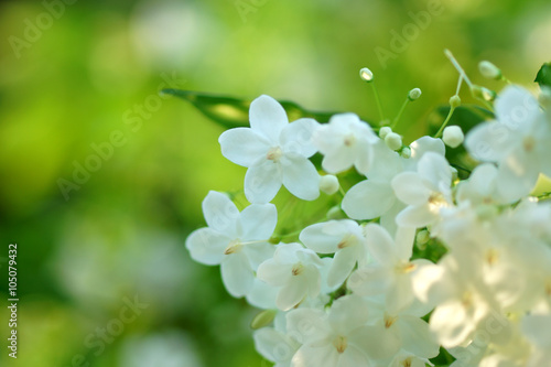 Macro shot of white flowers are fragrant (Wrightia religiosa Ben