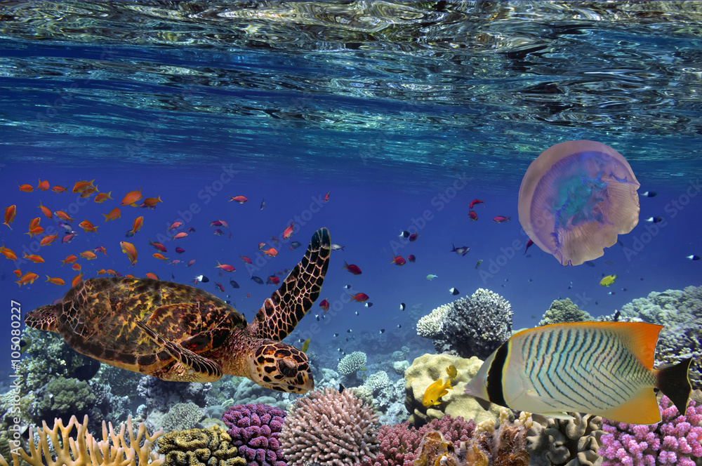 Fototapeta premium Colorful coral reef with many fishes and sea turtle. Red Sea, Eg