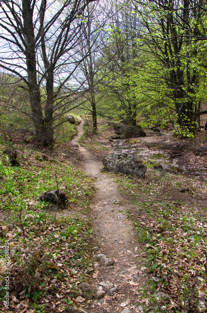Path in a spring forest