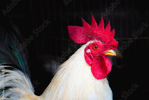Beautiful cock