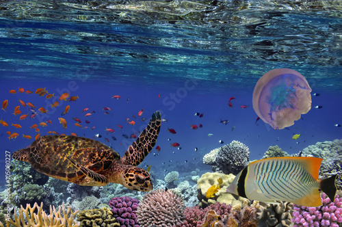 Colorful coral reef with many fishes and sea turtle. Red Sea, Eg