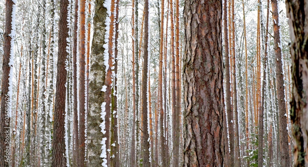 Obraz premium Winter forest