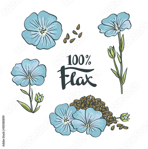 Flax Seeds and flowers. Vector Illustration