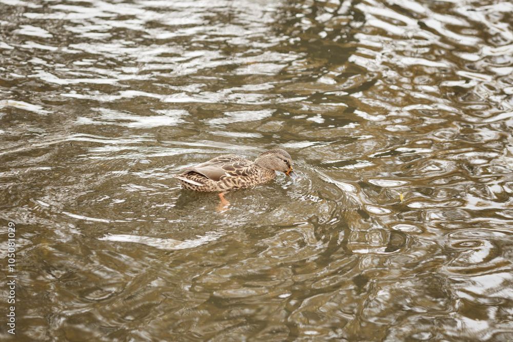 Fototapeta premium many ducks swimming in lake or pond, cloudy weather
