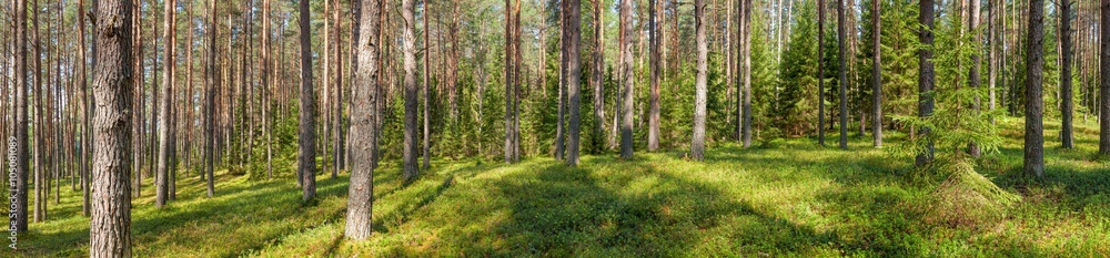 Fototapeta Panoramiczny widok jedlinowy las na letnim dniu