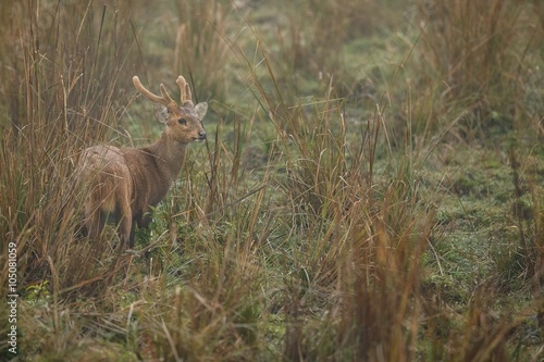 hog deer on the grassland of Kaziranga in Assam hog deer on the grassland of Kaziranga in Assam