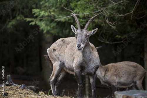 Alpine ibex in a wood