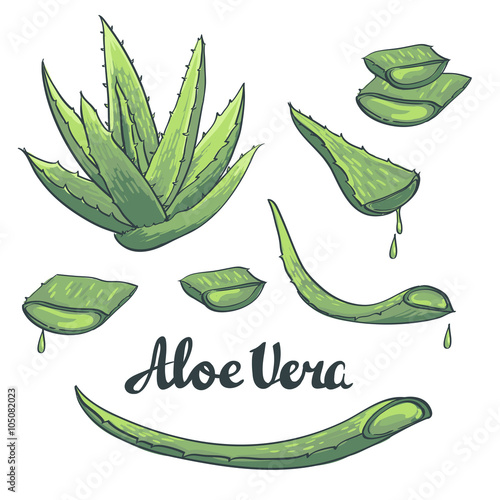 Aloe vera hand drawn set. Vector illustration