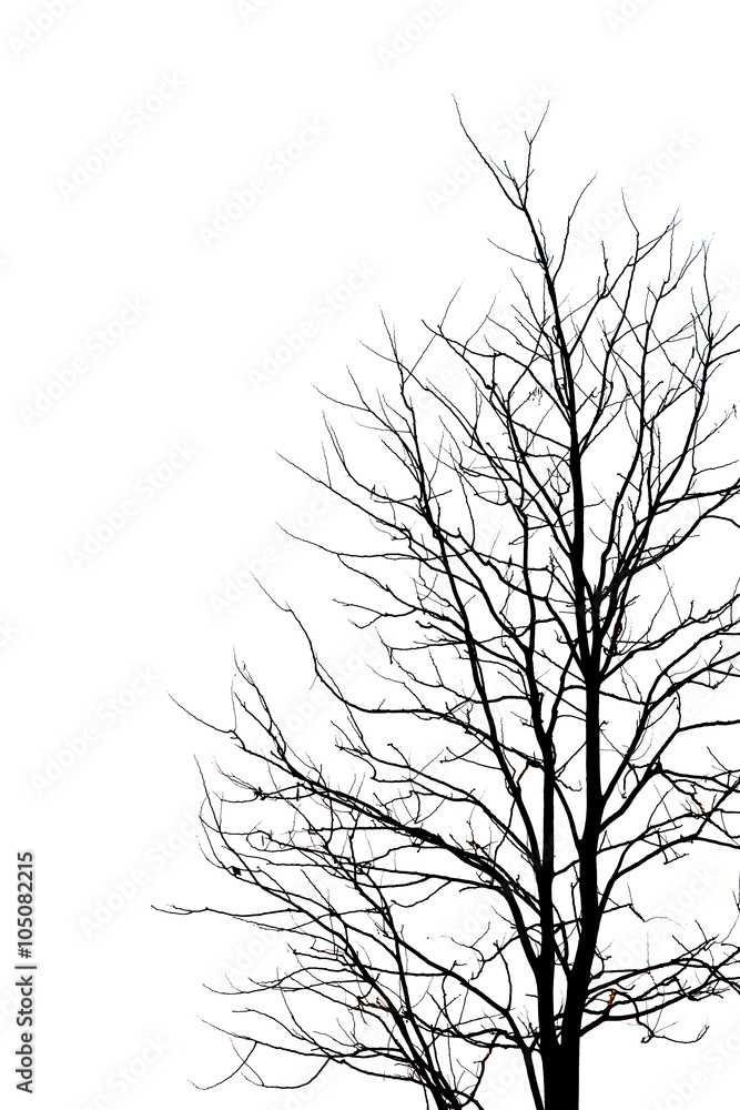 tree without leaves isolated on white background.