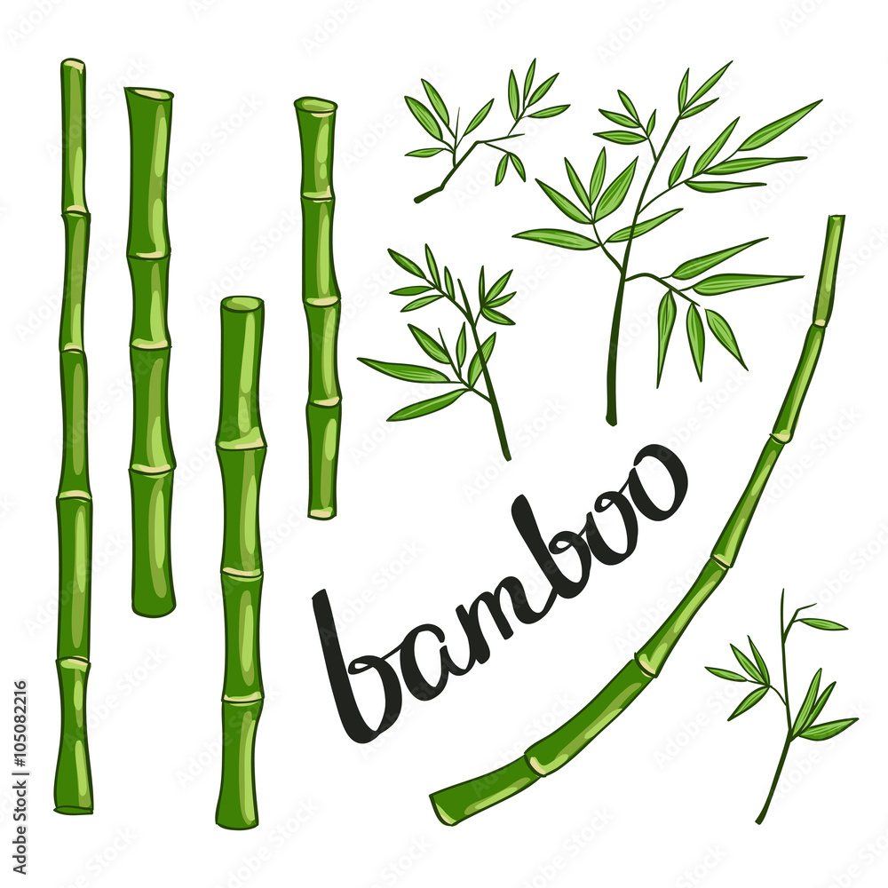 Fototapeta premium Bamboo green vector illustration