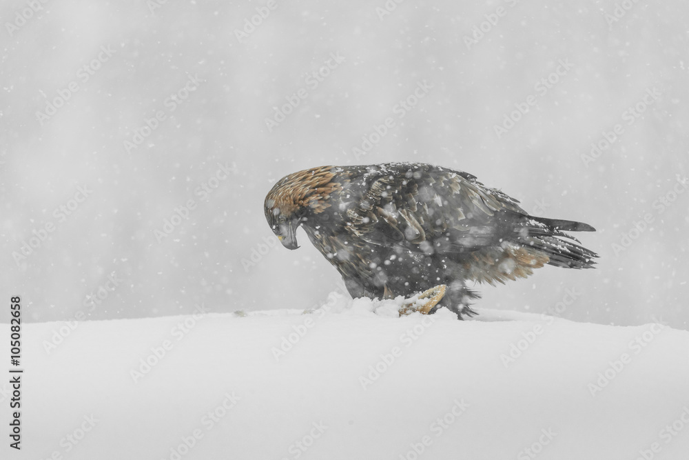 Golden Eagle in Heavy Snow.