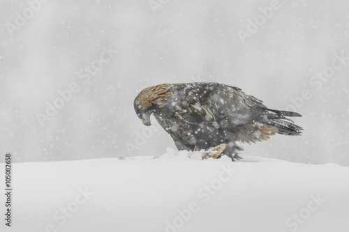 Golden Eagle in Heavy Snow. © andyastbury