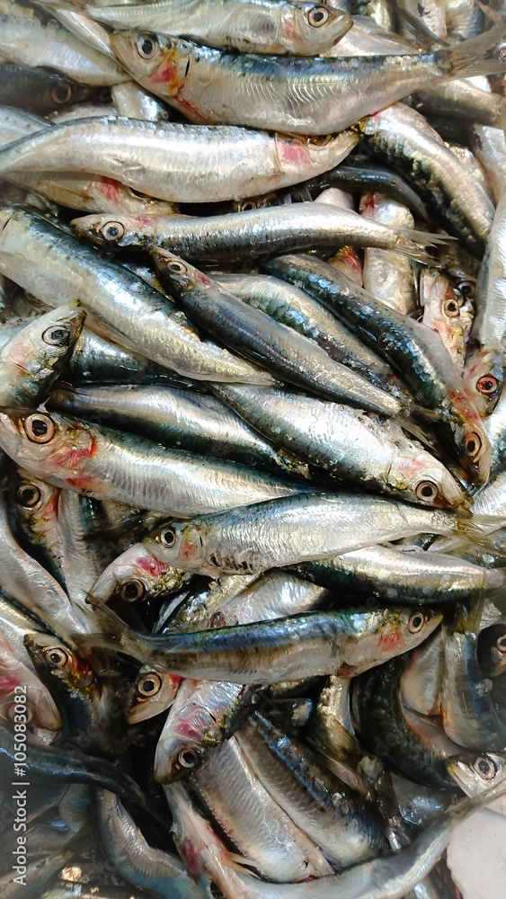Sardines 11/03/2016 Sardines 11/03/2016