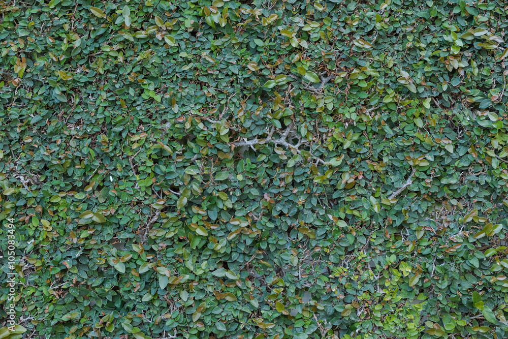 Obraz premium Green leaves wall background