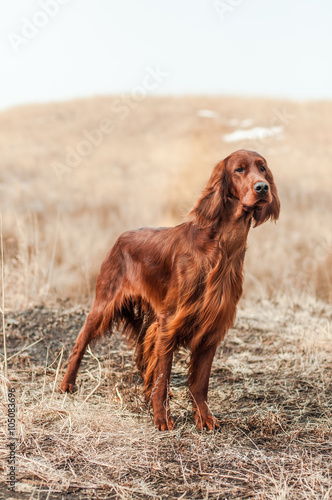 Fotografie Irish setter on the field