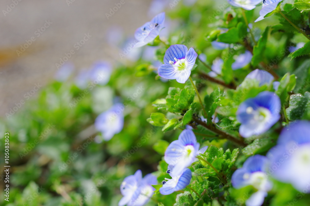 オオイヌノフグリの開花 Stock Photo Adobe Stock