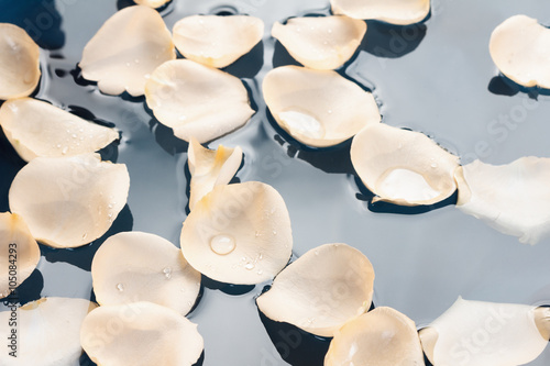 Fresh Rose Petals on water