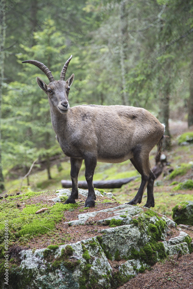 Female alpine ibex standing on a rock Female alpine ibex standing on a rock