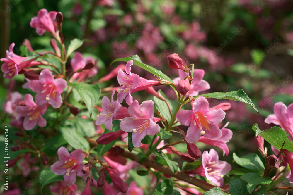 Weigela florida Weigela florida