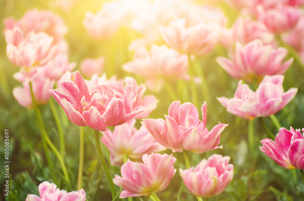 Pink beautiful tulips field in spring time, floral easter sunny background Pink beautiful tulips field in spring time, floral easter sunny background