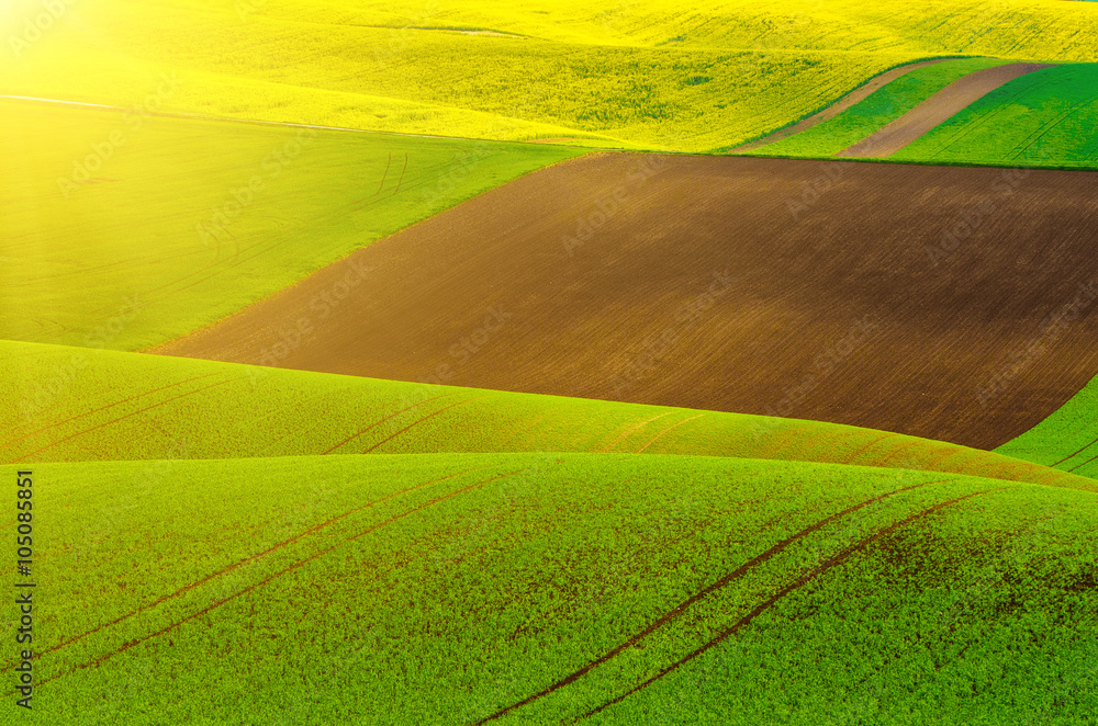 Rural landscape with green fields and waves, abstract natural sunny background with yellow rapeseed plants
