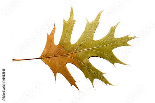 Dry autumn oak leaf on  over white photo