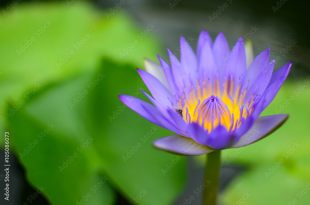 purple lotus purple lotus