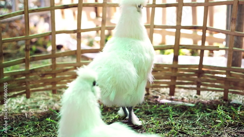 silkie chicken aka black chicken raise in a farm. Dark meat animal photo