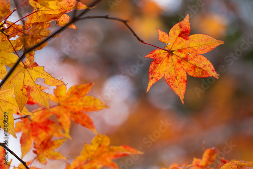 Maple, Texture of yellow, orange and red maple leaves full blossom in Autumn, Japan