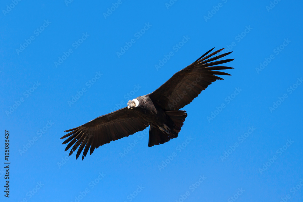 Fototapeta premium Condor flight