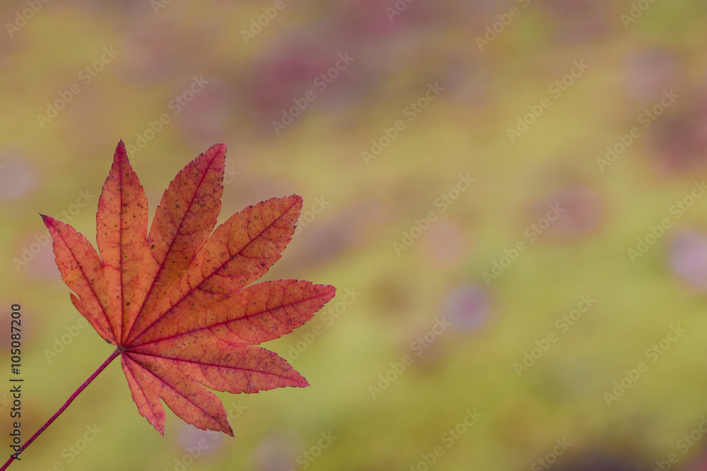 Maple, Texture of yellow, orange and red maple leaves full blossom in Autumn, Japan