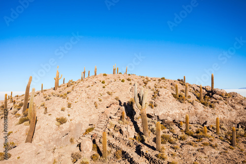 Cactus Island, Uyuni photo