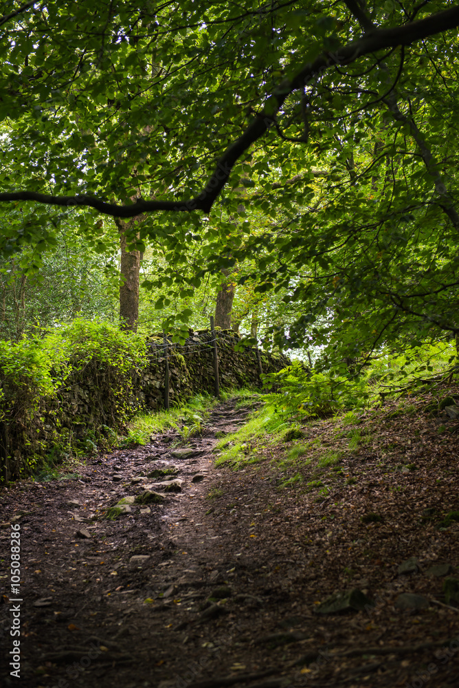 Path in the Woods near Orrest Head, Windermere, Cumbria, UK Path in the Woods near Orrest Head, Windermere, Cumbria, UK