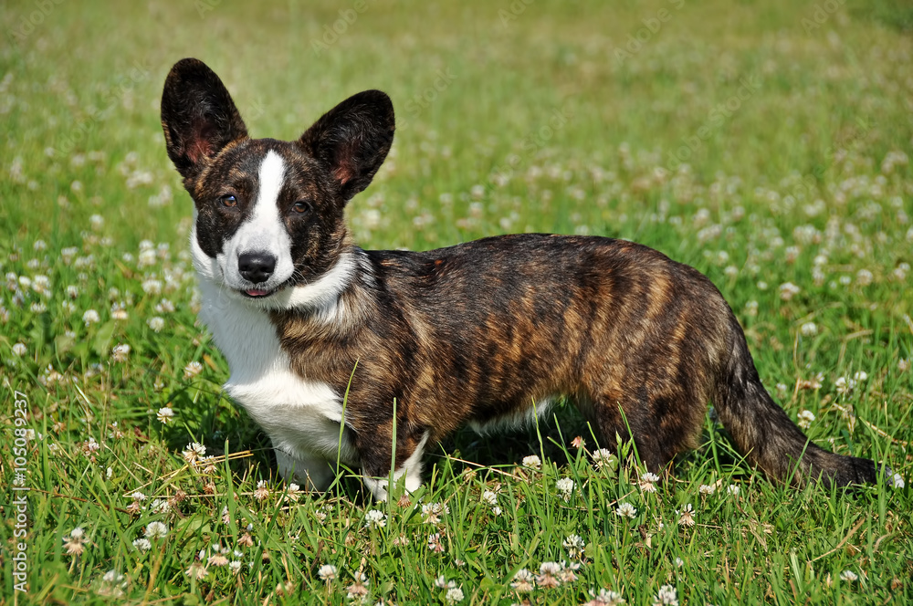 beautiful Welsh Cardigan Corgi dog beautiful Welsh Cardigan Corgi dog