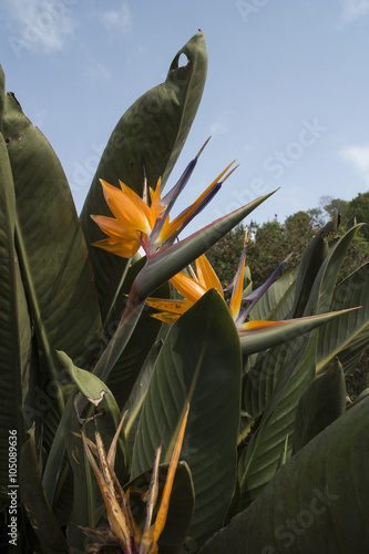 Bird of Paradise flower