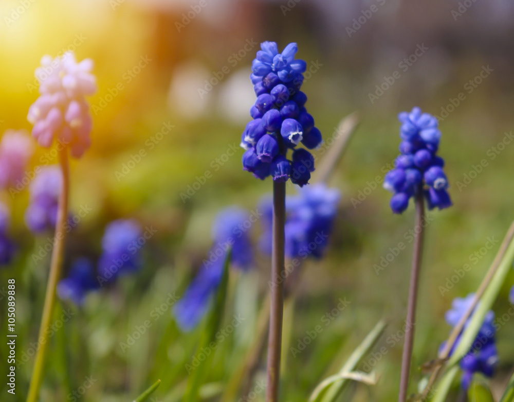 Blue spring flowers grape hyacinth on sunset background. Blue spring flowers grape hyacinth on sunset background.