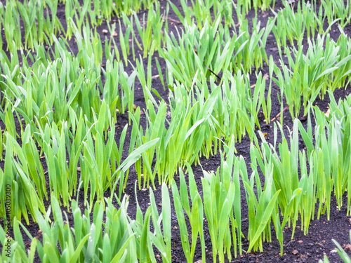 Konstfotografi Sprouted rows of grass.
