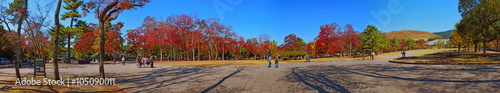 Panorama of open space during Autumn in Nara, Japan - Photo taken on November 4th, 2015