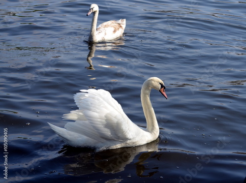 White swan on the water surface.