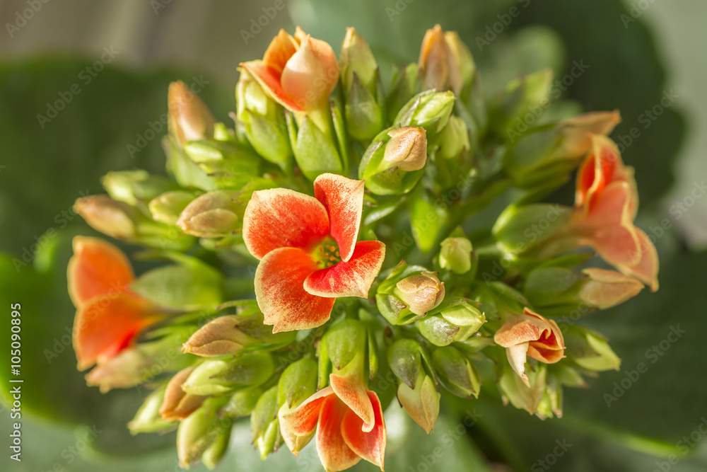 Obraz premium The flowers of Kalanchoe plants