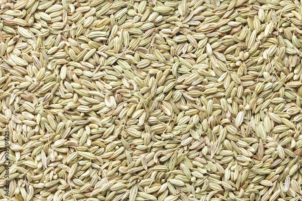 fennel fennel
