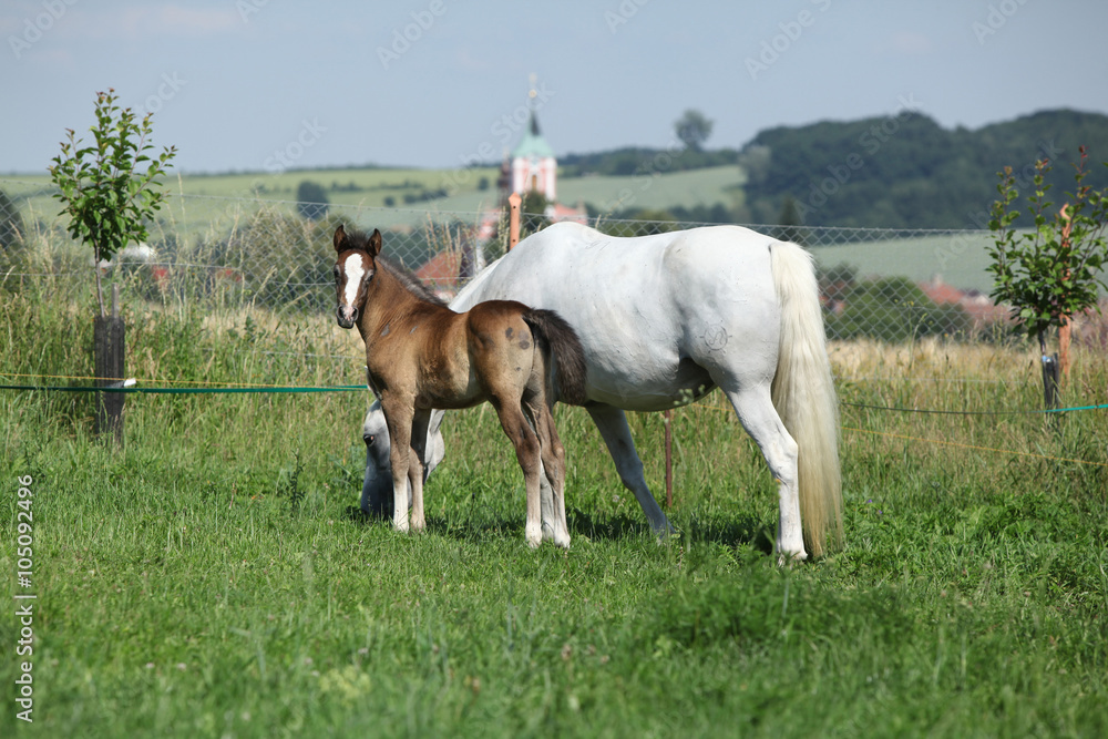 Beautiful mare with foal