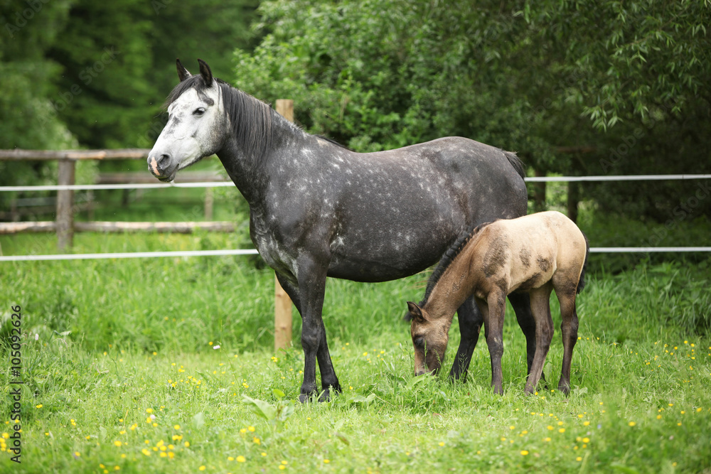 Beautiful mare with foal