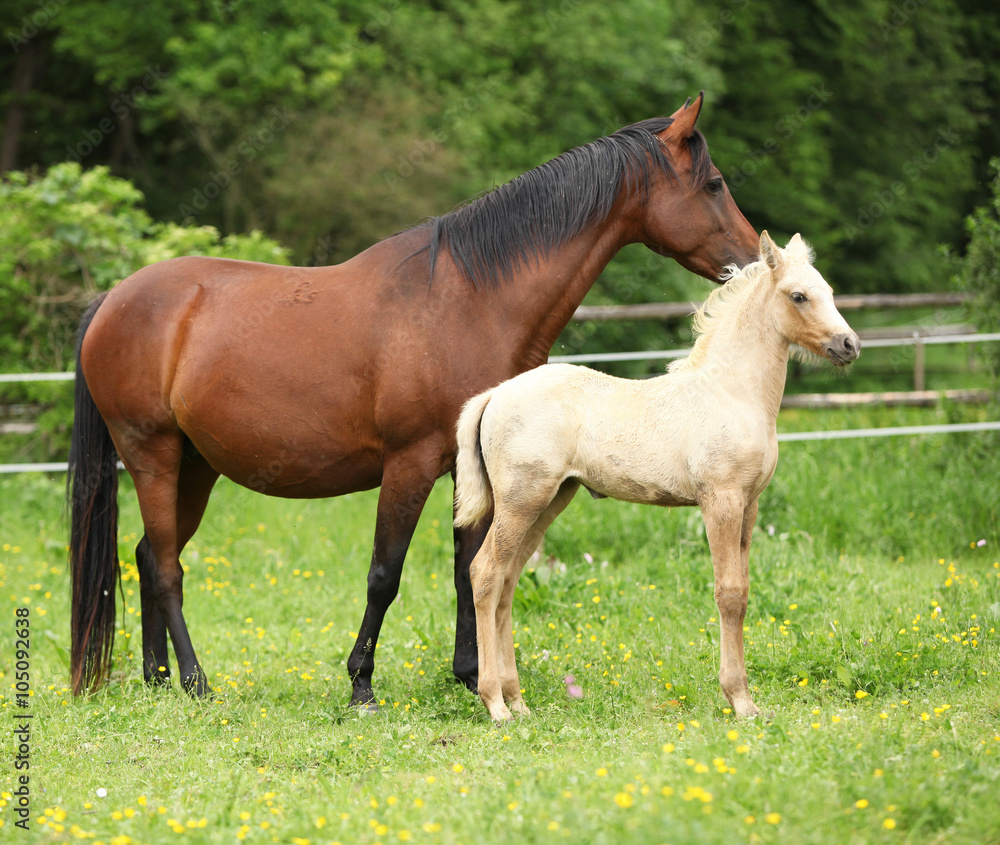 Beautiful mare with foal