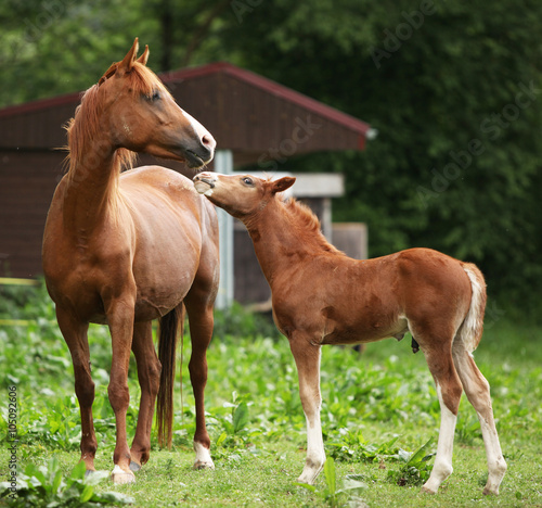 Photo Beautiful mare with foal