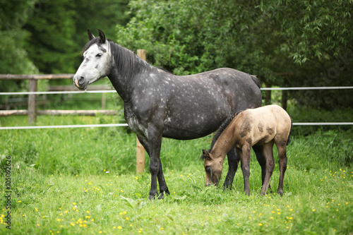 Beautiful mare with foal © Zuzana Tillerova