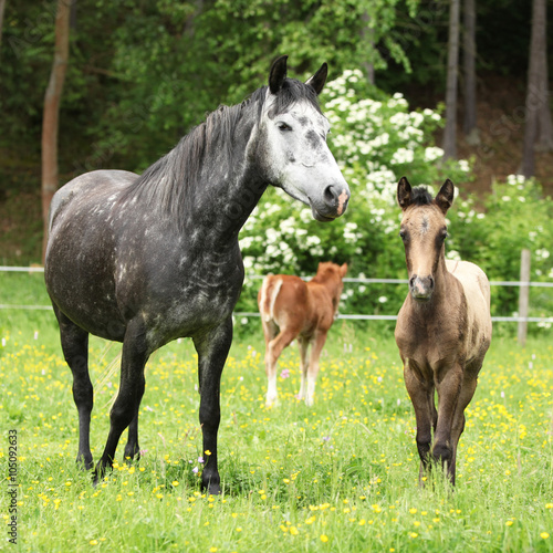 Fototapeta Naklejka Na Ścianę i Meble -  Beautiful mare with foal