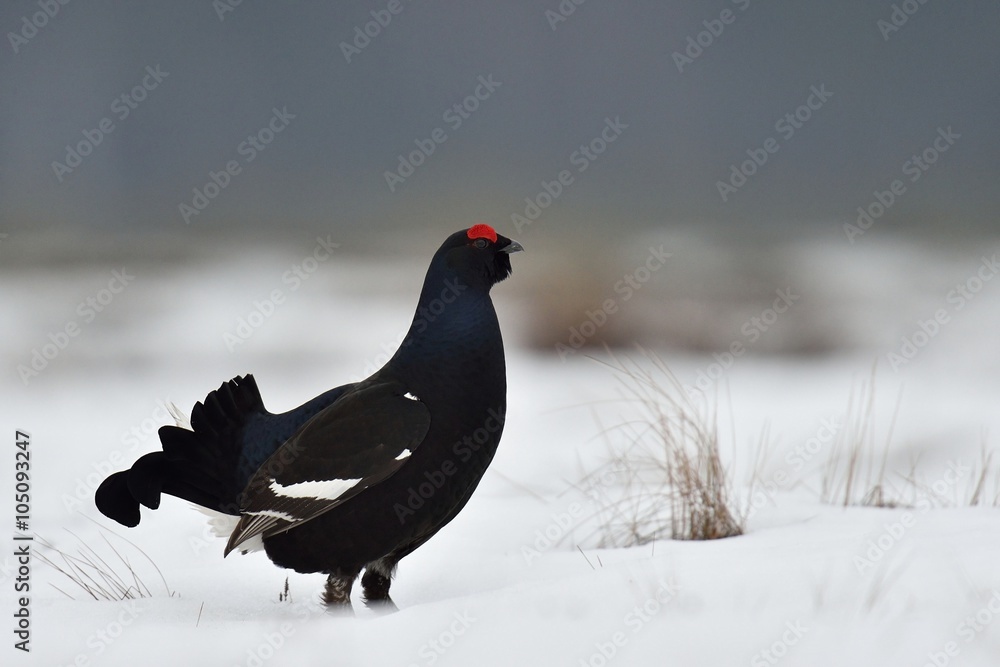 Black grouse (Tetrao tetrix) on snow early in the morning. Black grouse in moor. Black grouse in bog. Black grouse pre-season. Black grouse lek. March. Winter. Black grouse (Tetrao tetrix) on snow early in the morning. Black grouse in moor. Black grouse in bog. Black grouse pre-season. Black grouse lek. March. Winter.