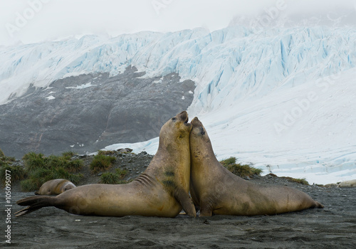 Two young males of elephant seal fighting on the beach, with iceberg in background, South Sandwich Islands, Antarctica
