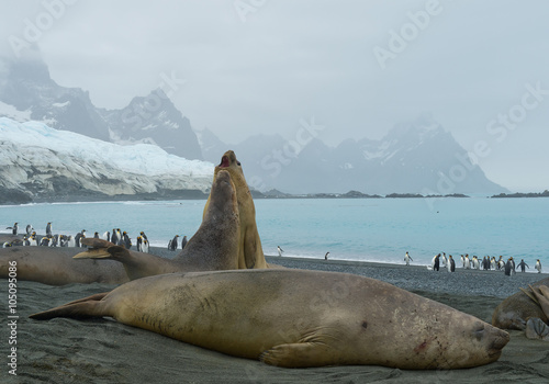 Two young males of elephant seal fighting on the beach, with island and iceberg in background, South Sandwich Islands, Antarctica photo